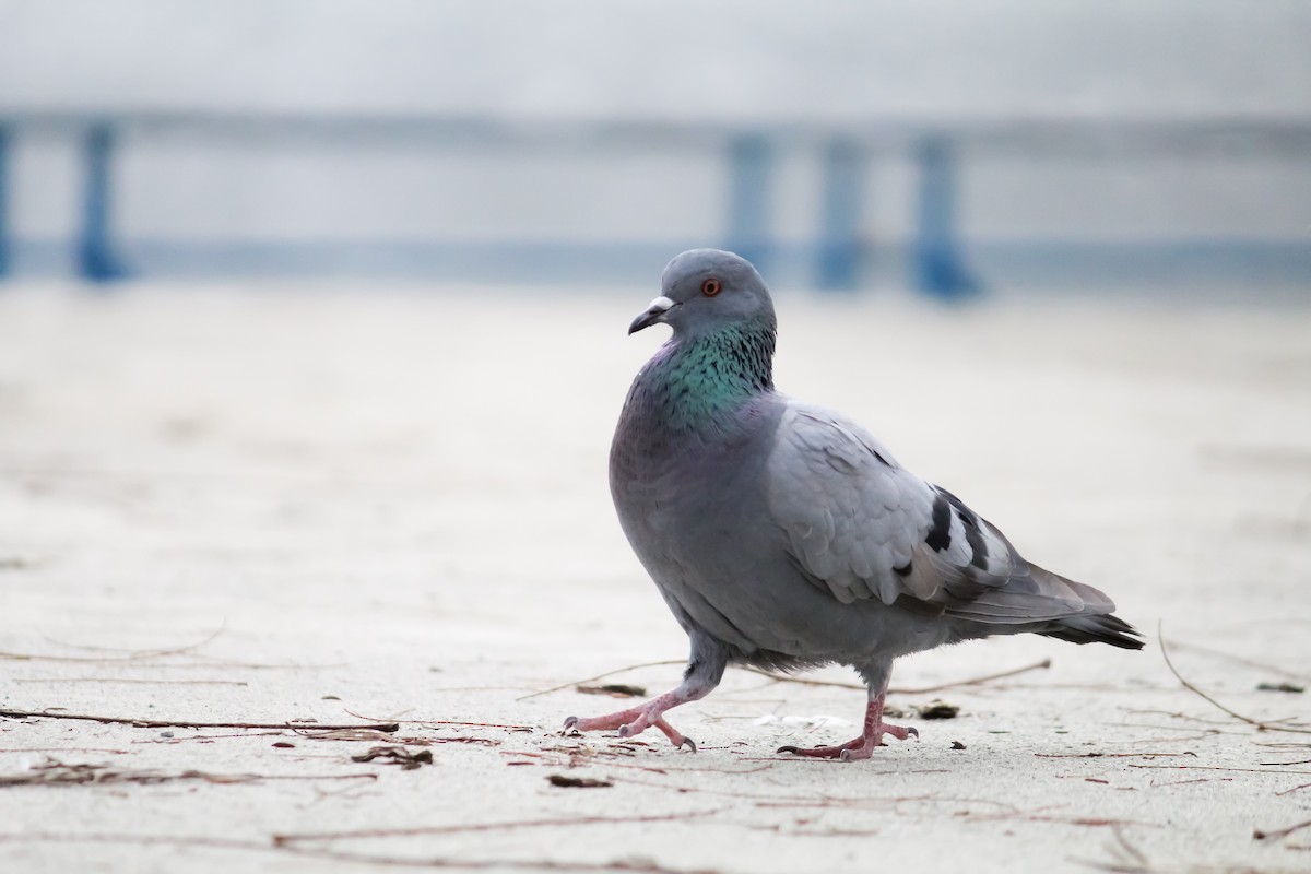 Rock Pigeon (Feral Pigeon) - ML250283501