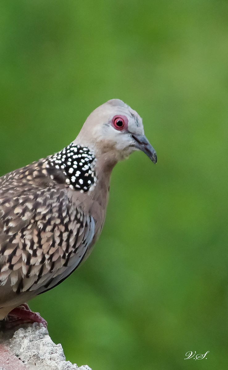 Spotted Dove - ML250283651