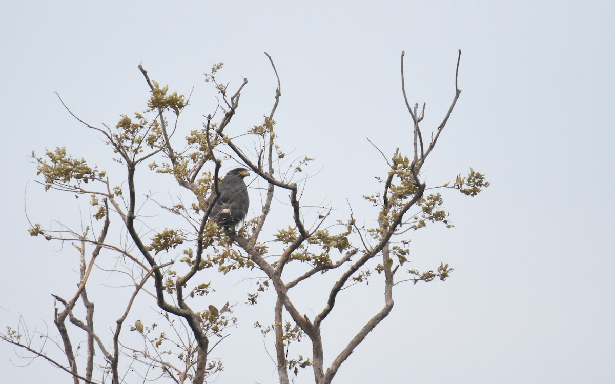 Crested Serpent-Eagle - Bismoy Pati