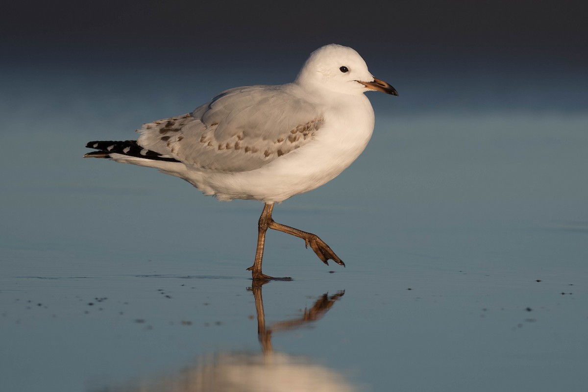 Silver Gull - ML250283791