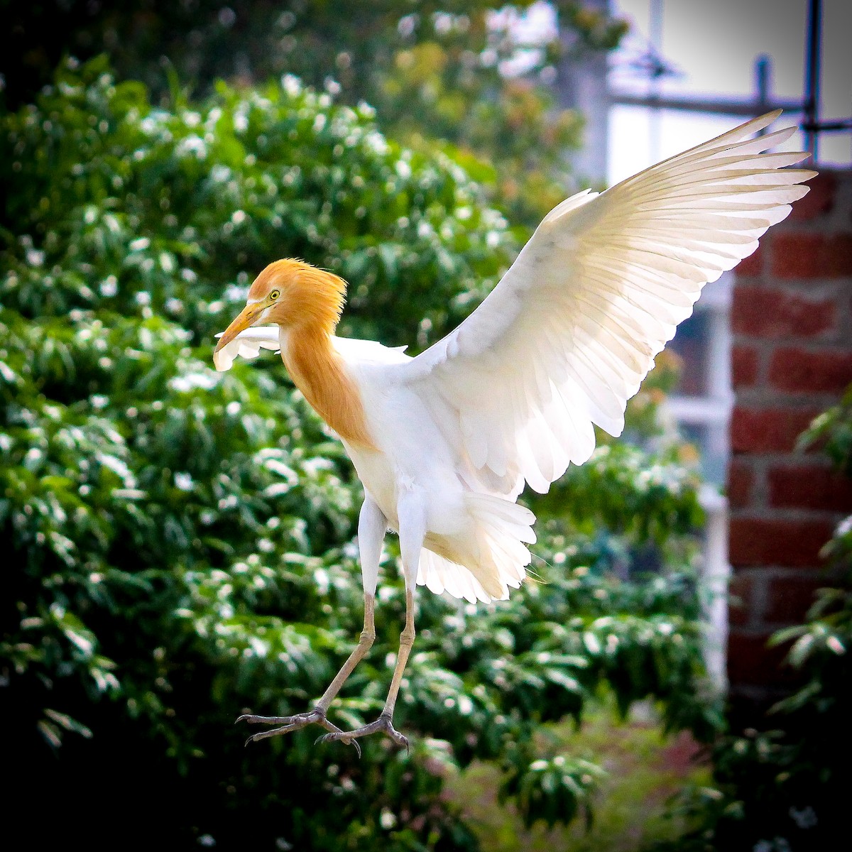 Eastern Cattle-Egret - ML250284131