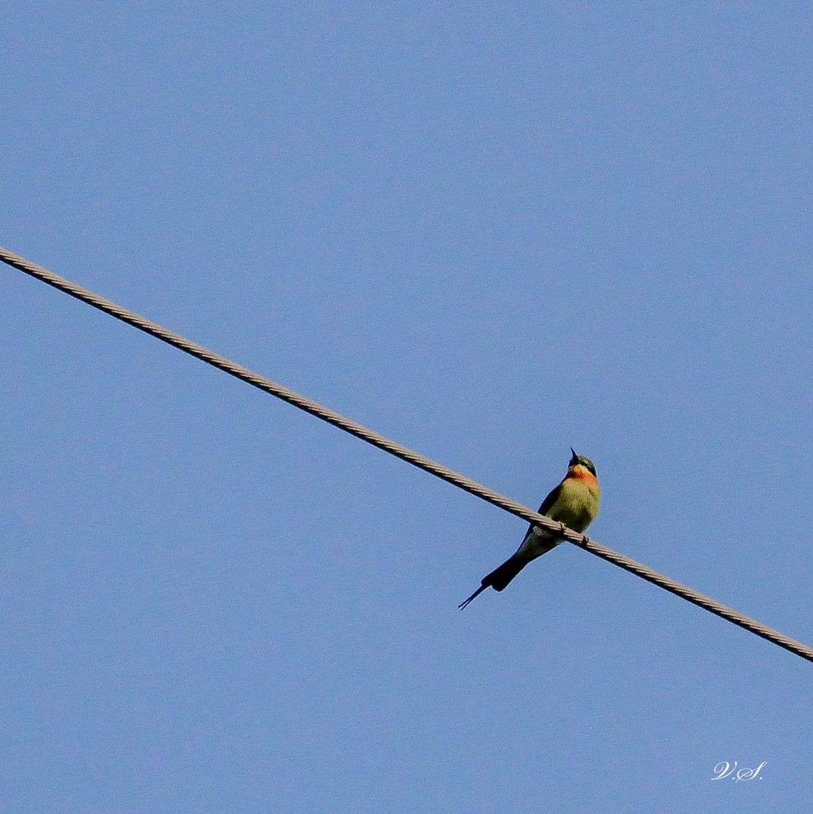 Asian Green Bee-eater - ML250284661