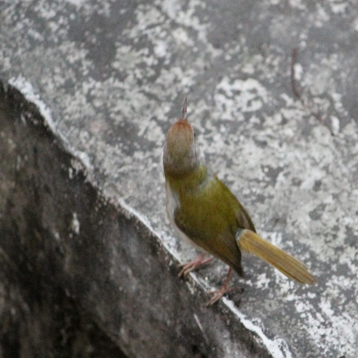 Common Tailorbird - ML250284831