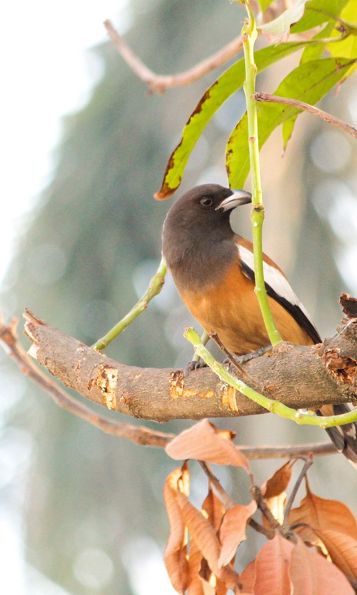 Rufous Treepie - ML250284851