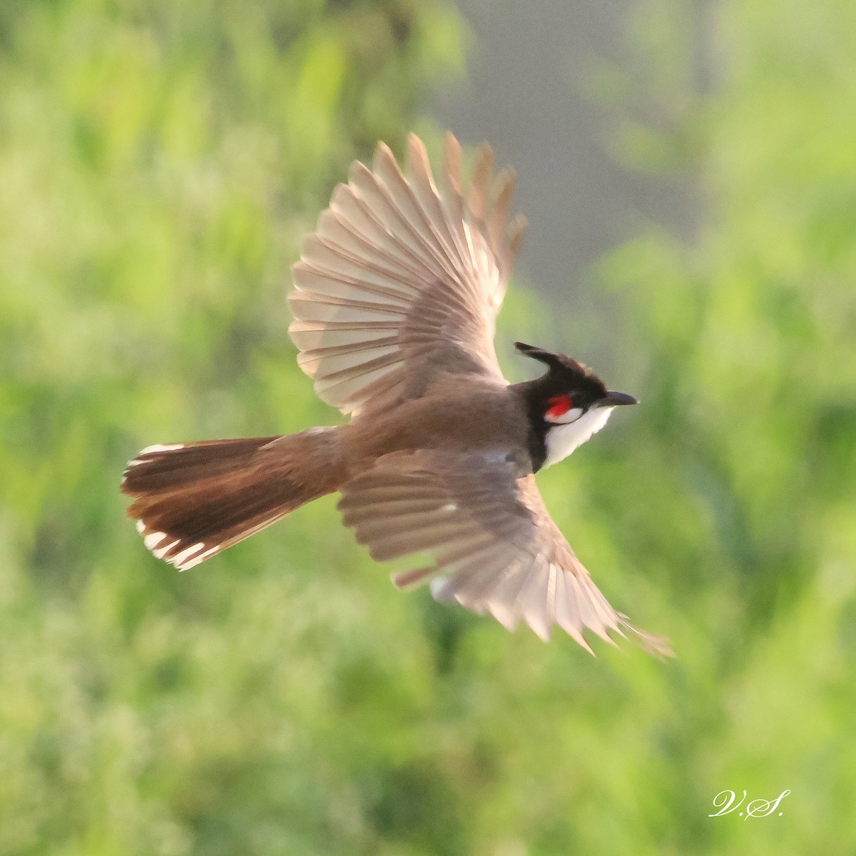 Red-whiskered Bulbul - ML250284981
