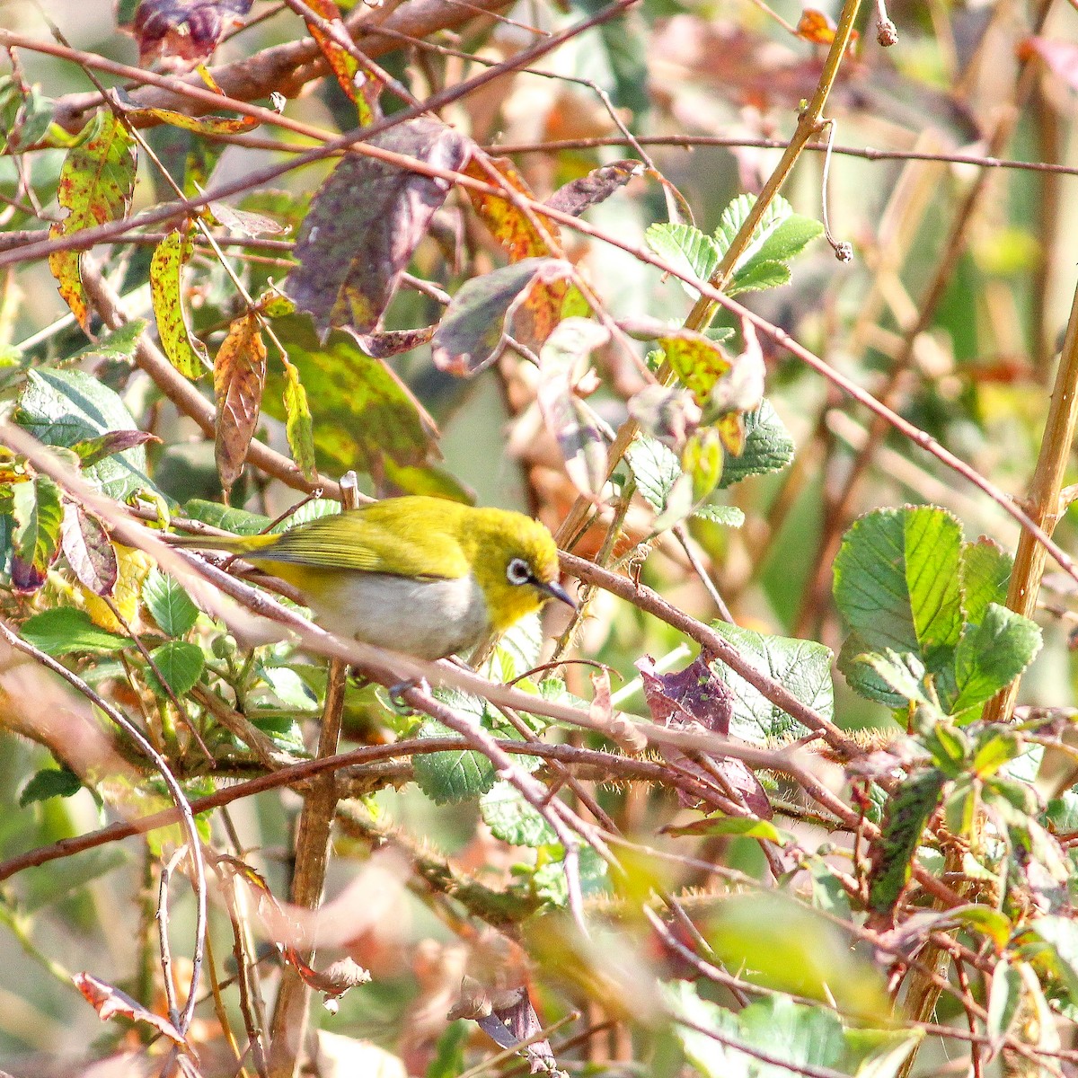 Indian White-eye - ML250285111