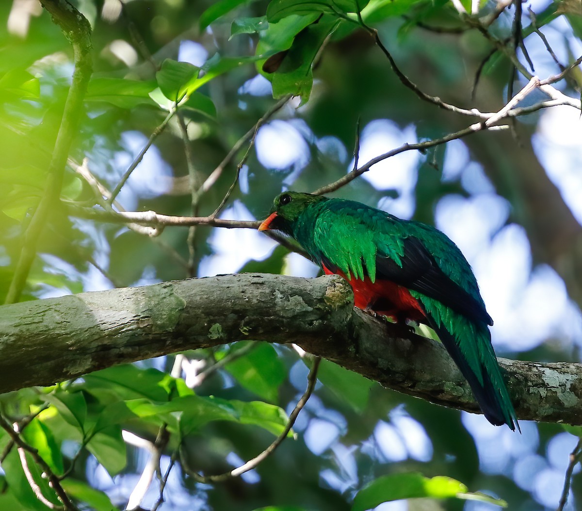 Pavonine Quetzal - Per Smith