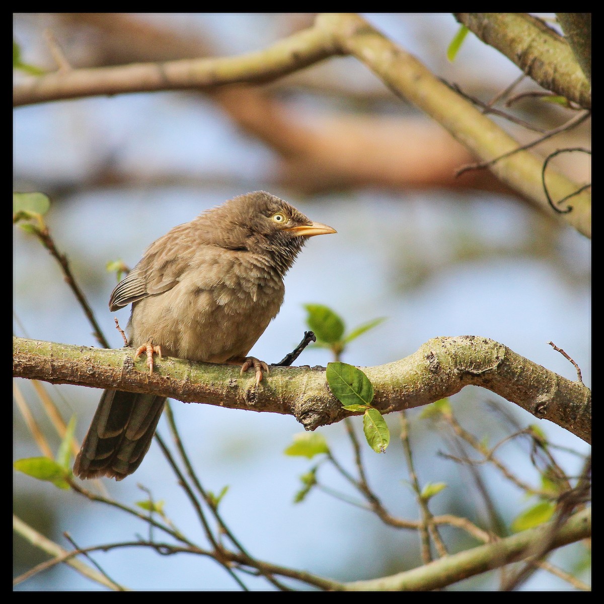 Jungle Babbler - ML250285271