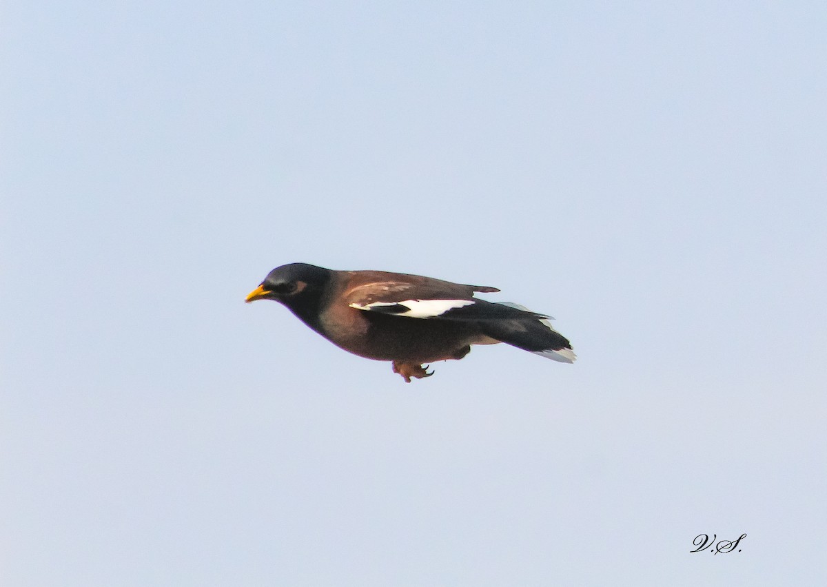 Common Myna - ML250285391