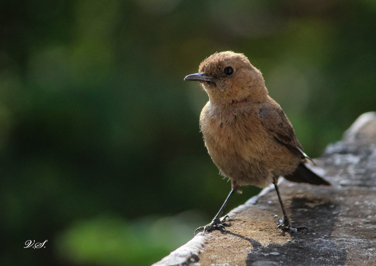 Brown Rock Chat - ML250285481