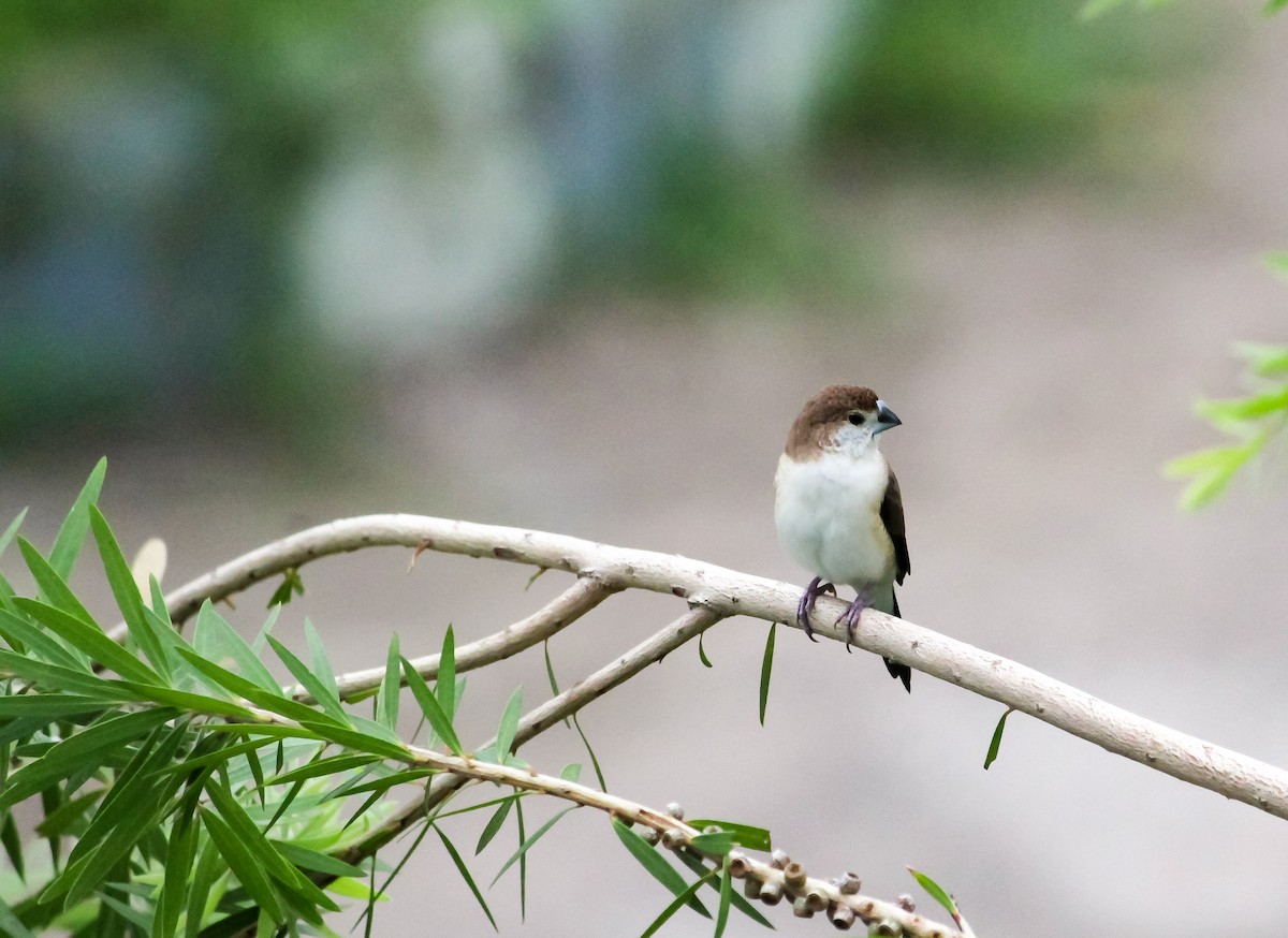 Indian Silverbill - ML250285561
