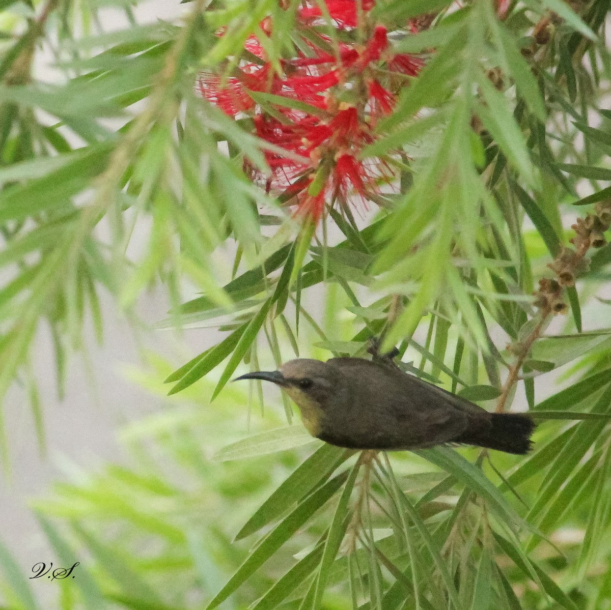 Purple Sunbird - ML250285611