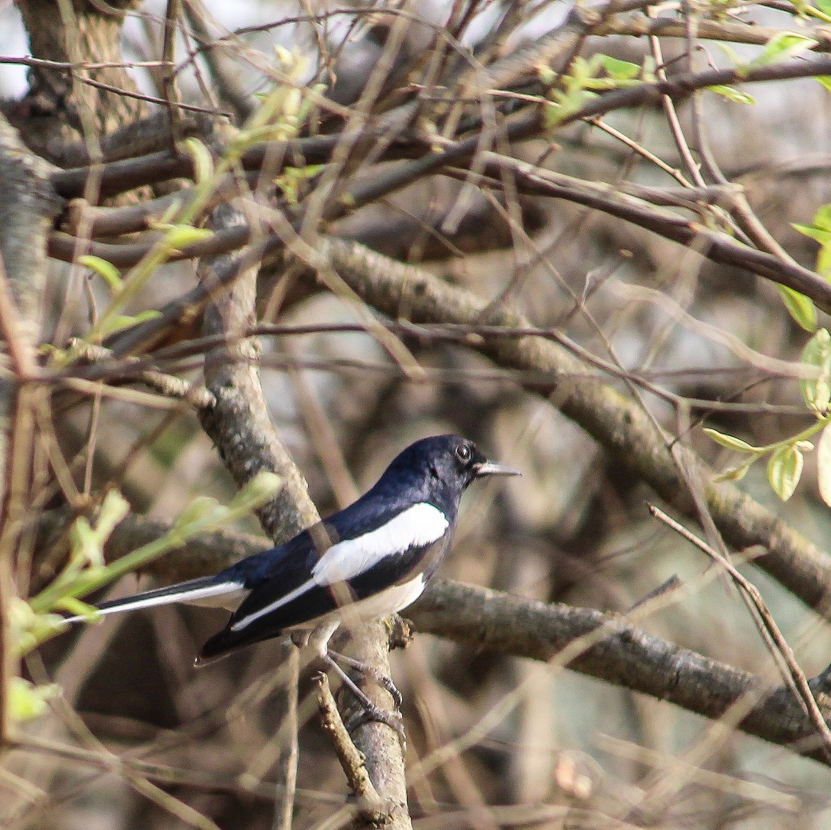 Oriental Magpie-Robin - ML250285641