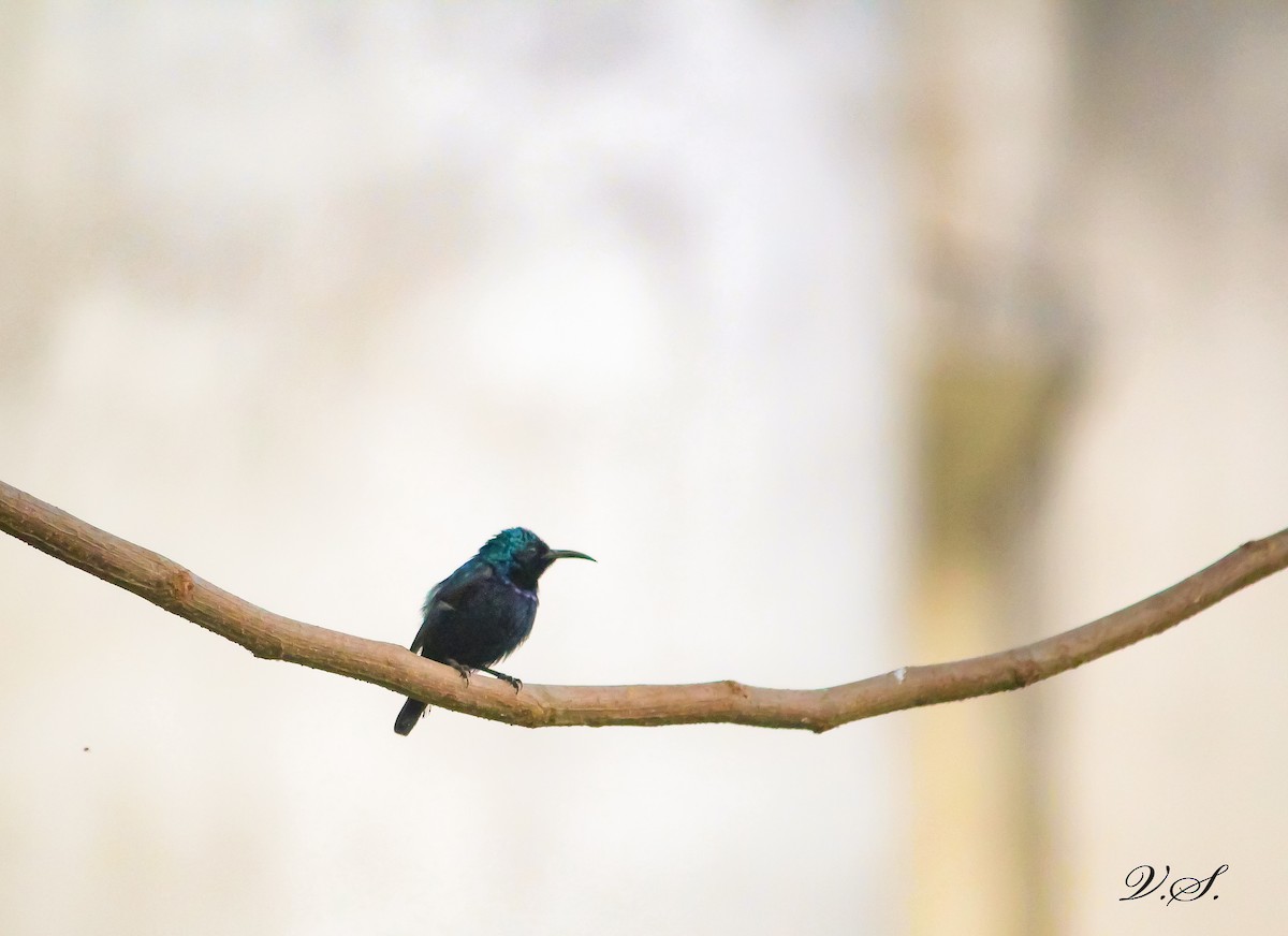 Purple Sunbird - ML250285651