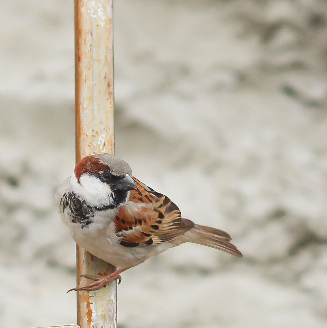 House Sparrow - ML250285671