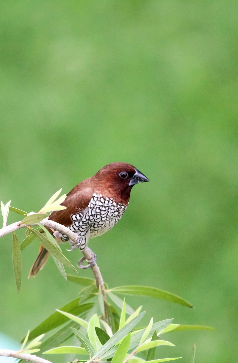 Scaly-breasted Munia - ML250285721