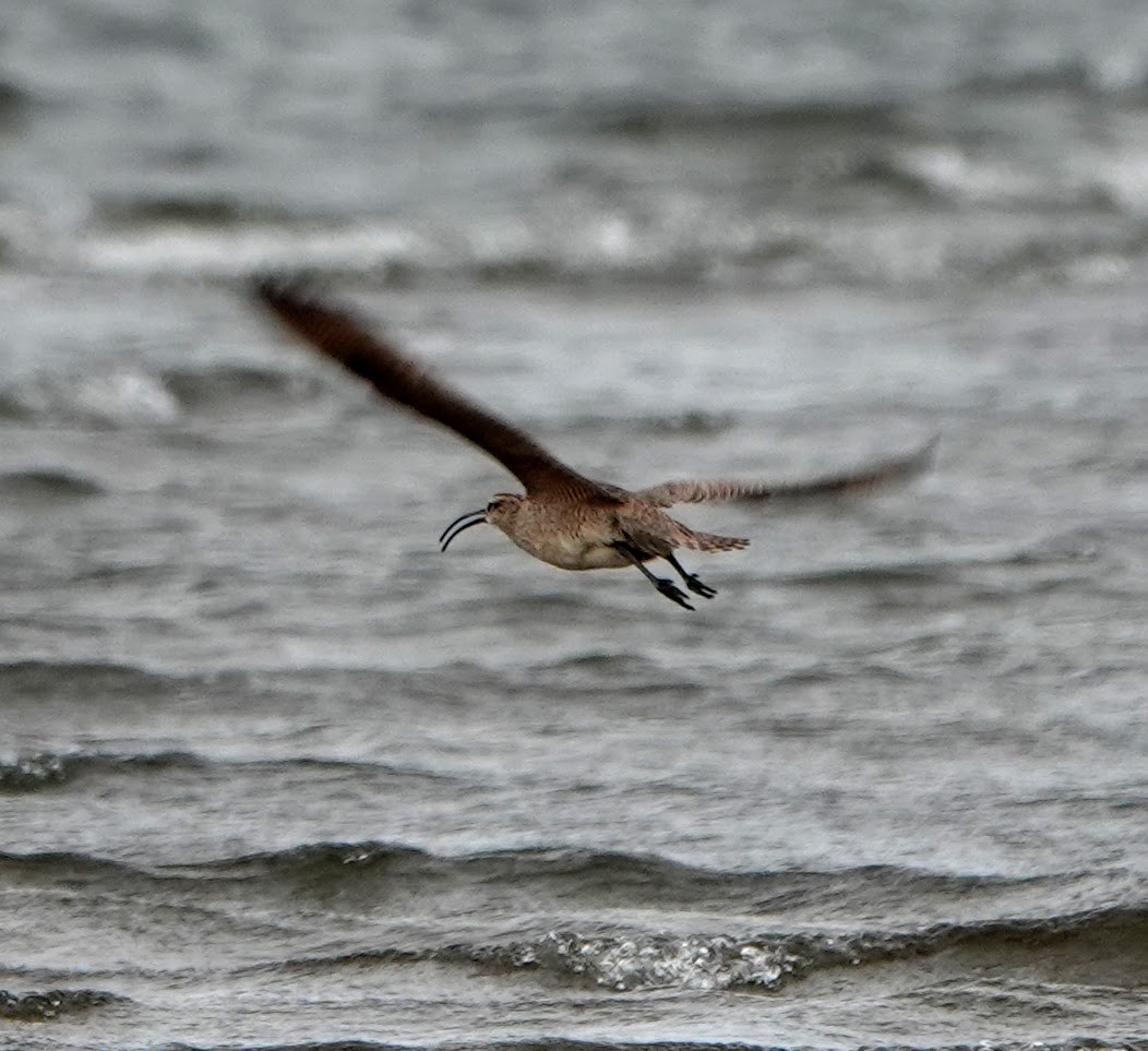 Whimbrel - Clem Nilan