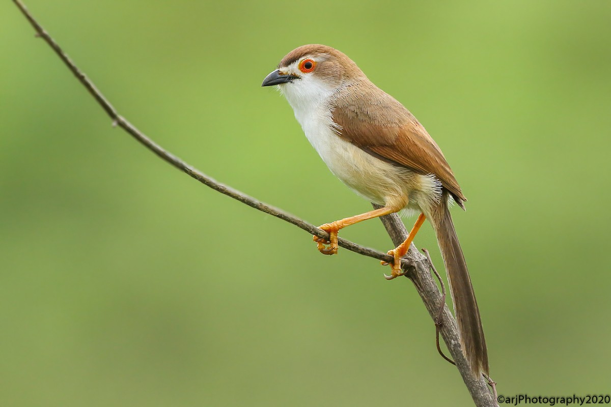 Yellow-eyed Babbler - Rahul  Singh