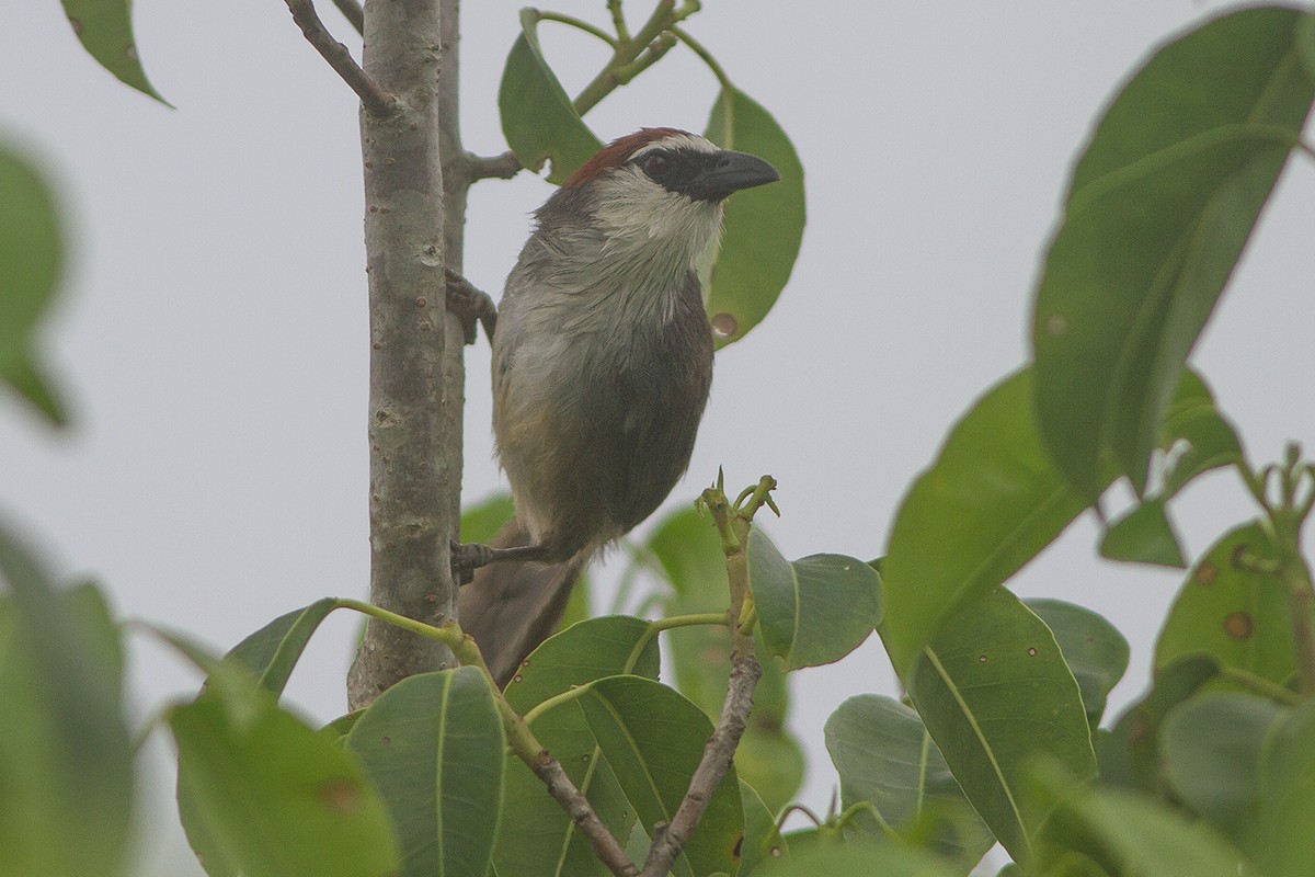 Chestnut-capped Babbler - ML250287721