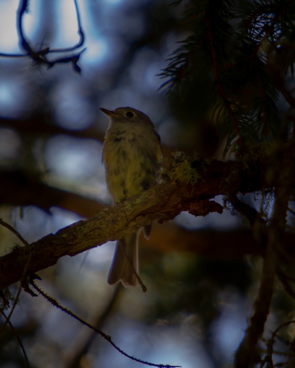 Hammond's Flycatcher - ML250289221