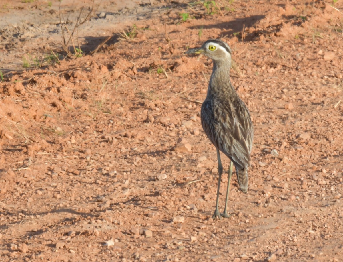 Double-striped Thick-knee - Laurence Green