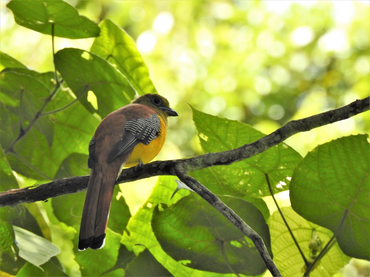 Orange-breasted Trogon - ML250291721