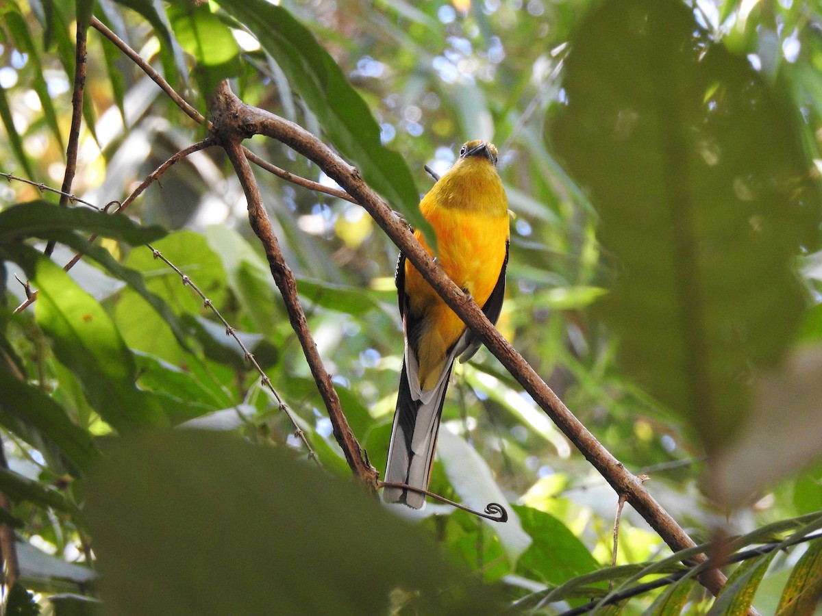 Orange-breasted Trogon - ML250291741