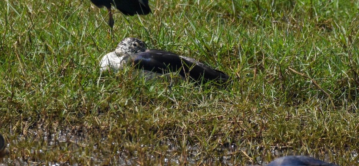 Knob-billed Duck - ML250292521