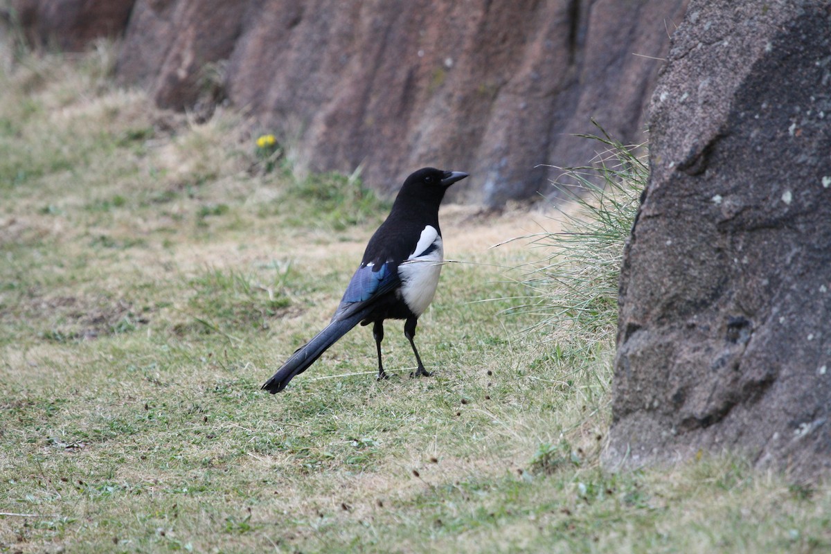 Eurasian Magpie - ML250293041