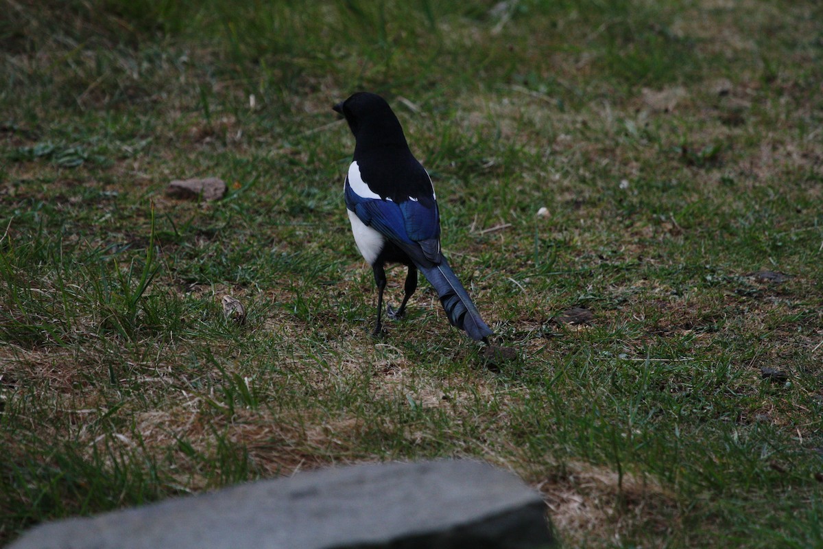 Eurasian Magpie - Andrew William