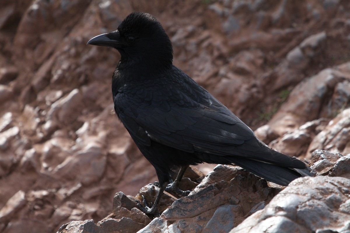 Carrion Crow - Andrew William