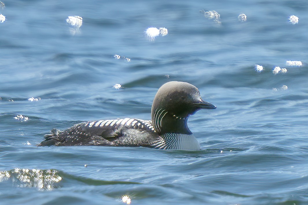 Pacific Loon - ML250293601