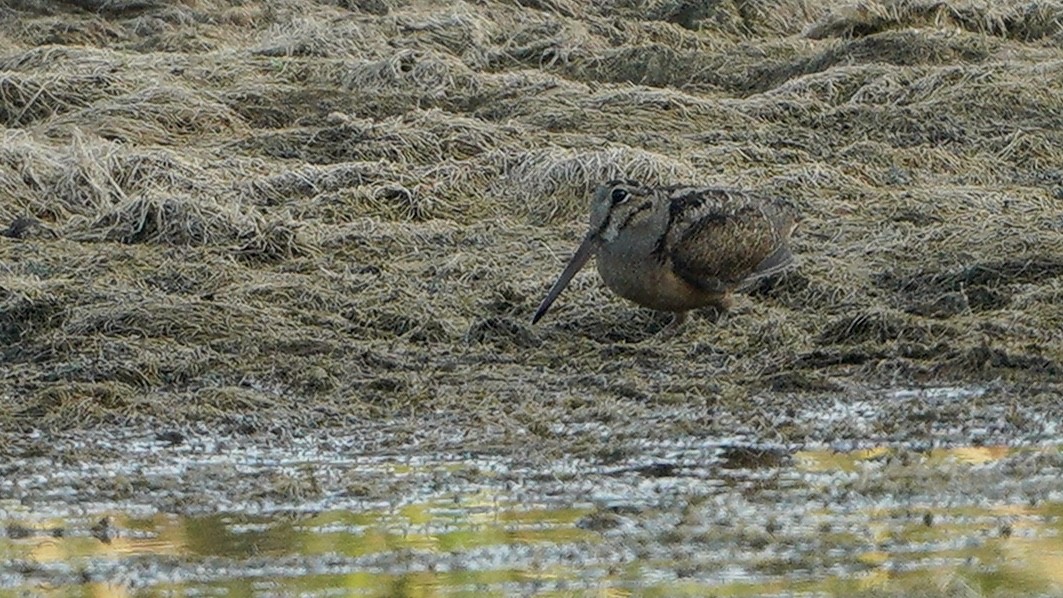 American Woodcock - ML250294861