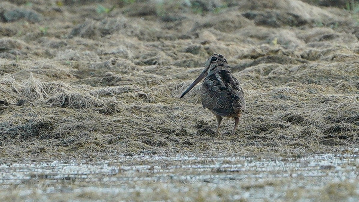 American Woodcock - ML250295071