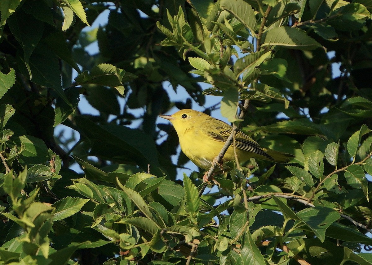 Yellow Warbler (Northern) - ML250295281
