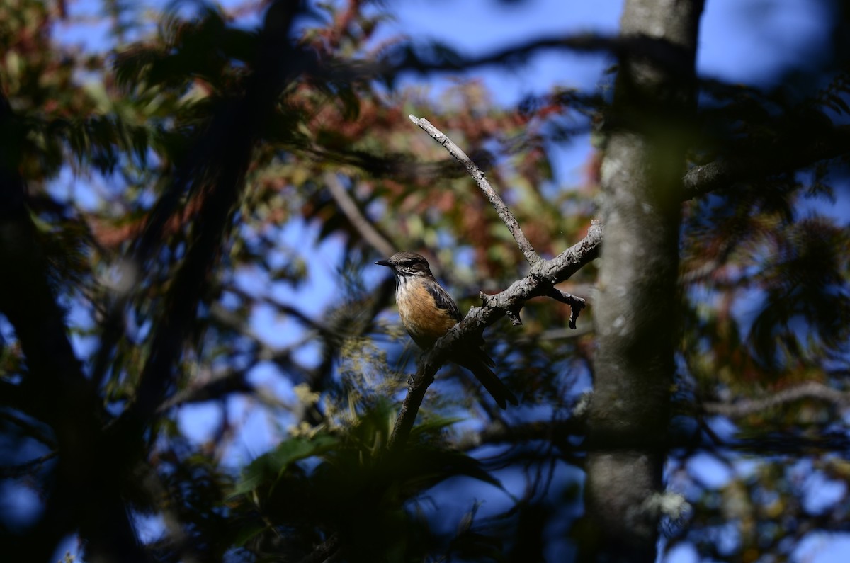 Streak-throated Bush-Tyrant - ML250295961