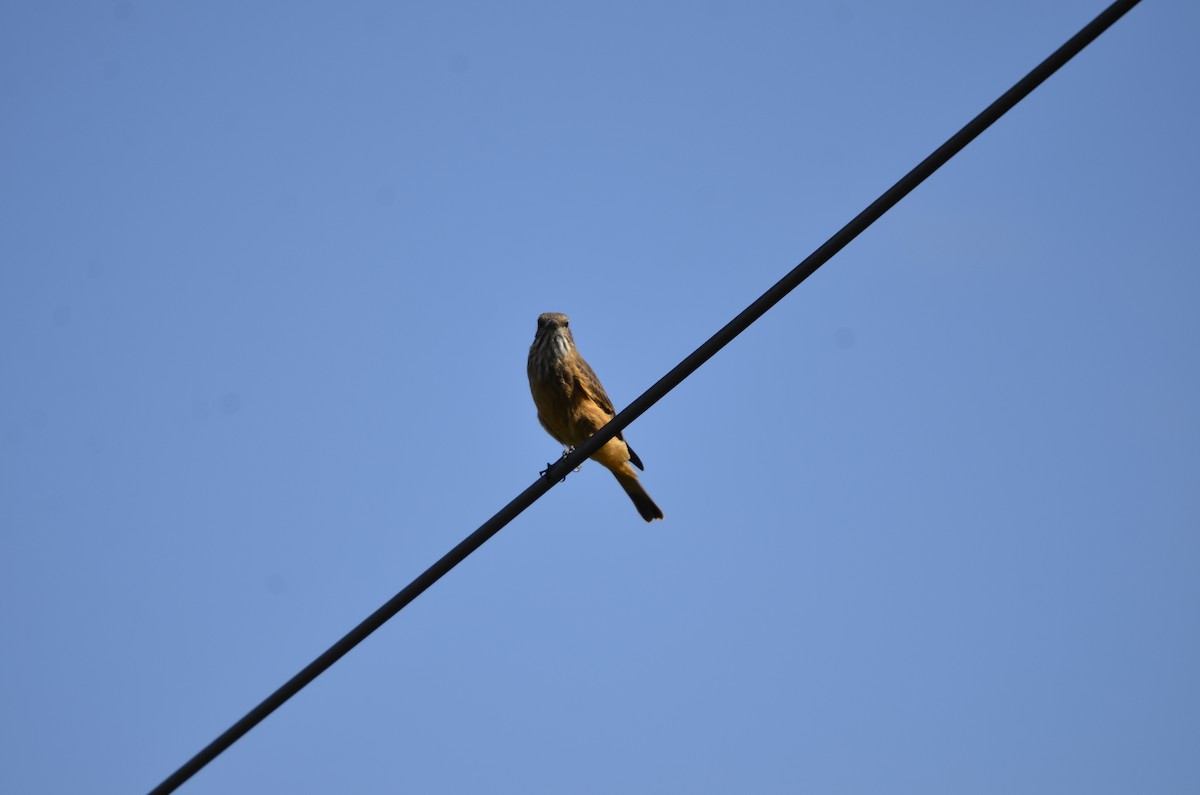 Streak-throated Bush-Tyrant - ML250296181
