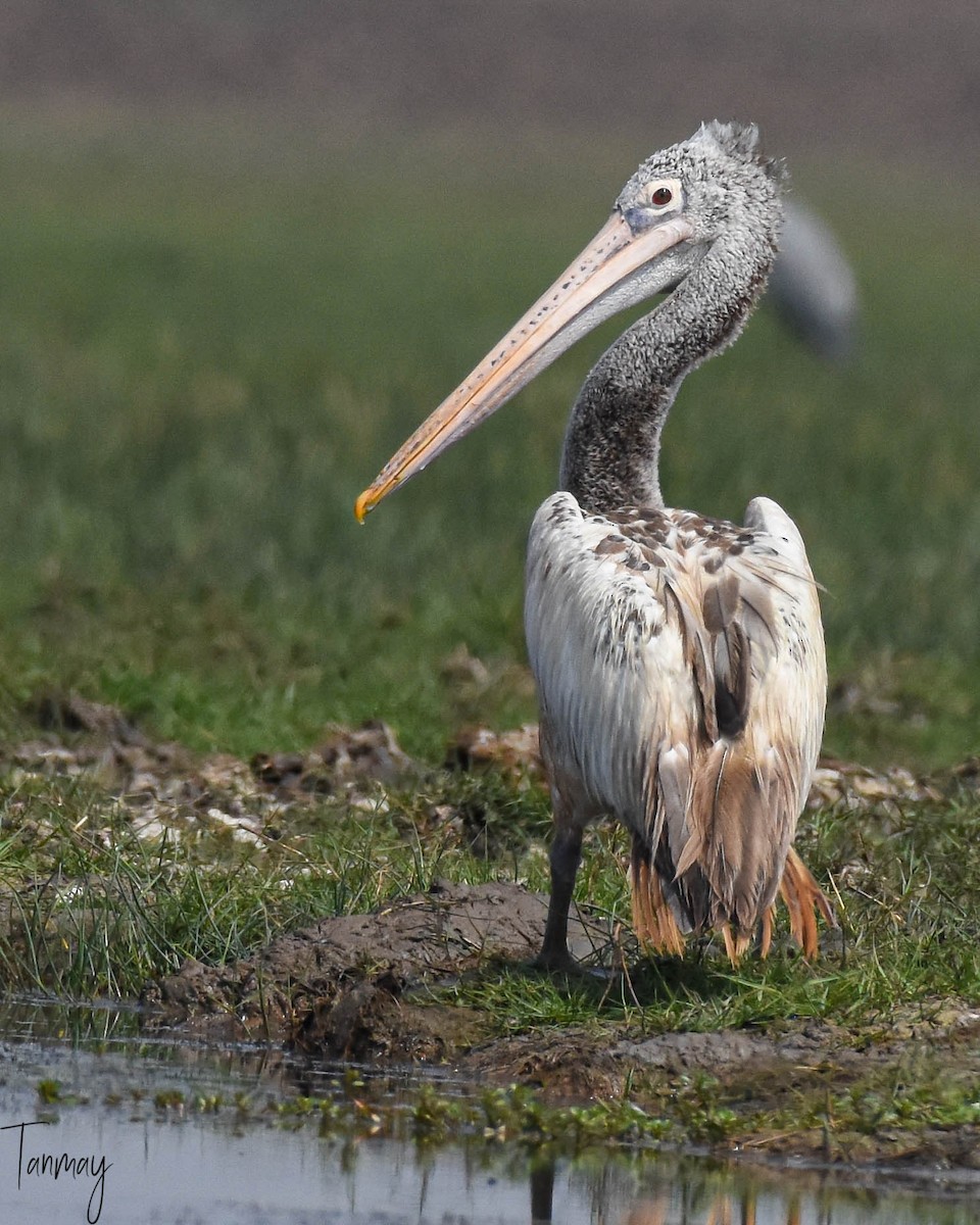 Spot-billed Pelican - ML250296421