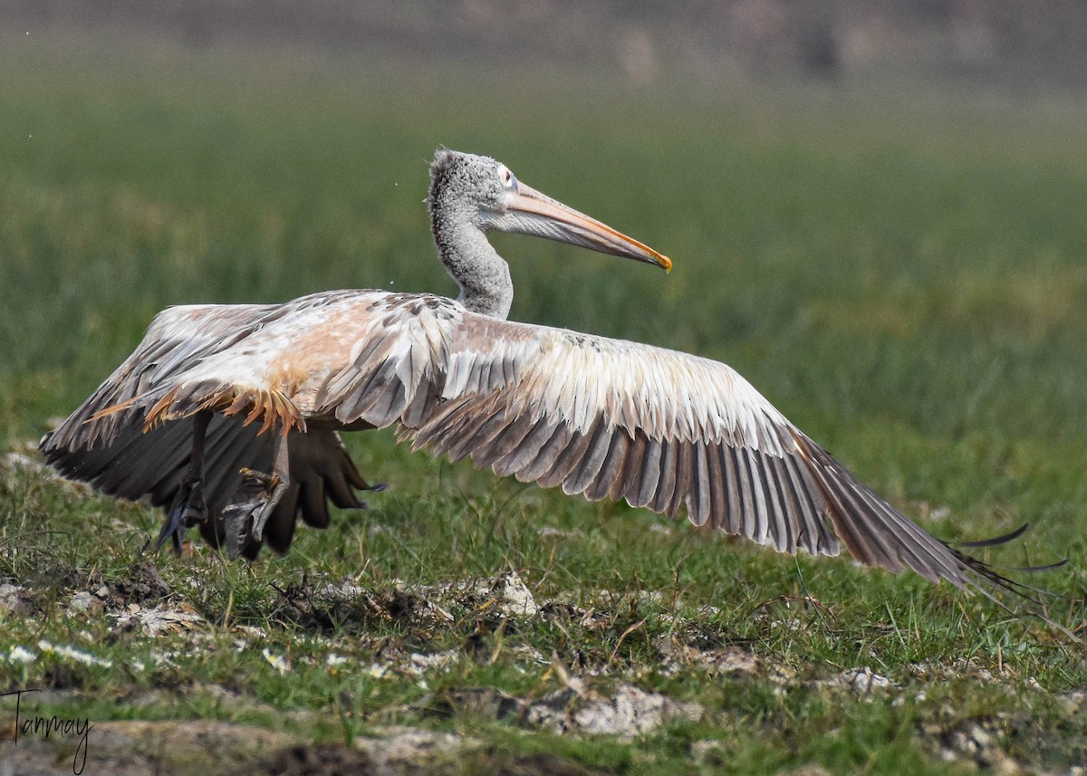 Spot-billed Pelican - ML250296441