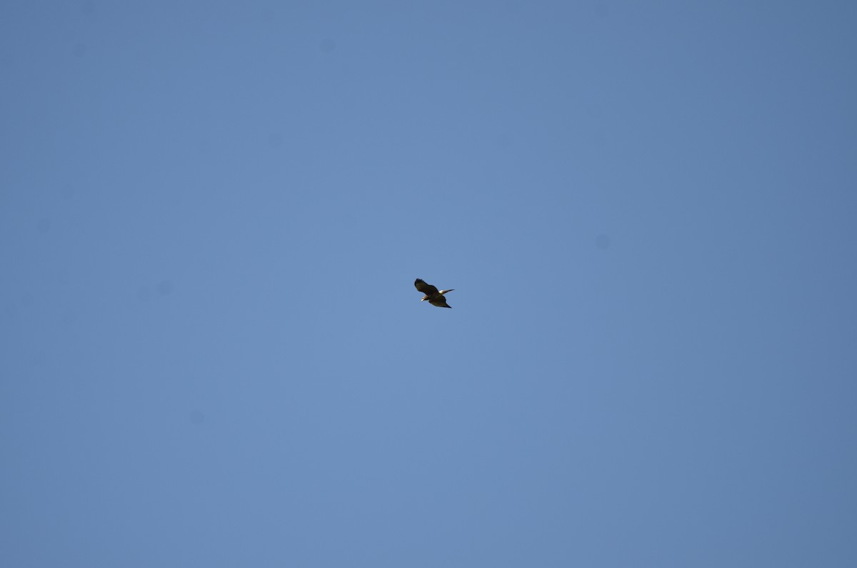 Harris's Hawk - ML250296621