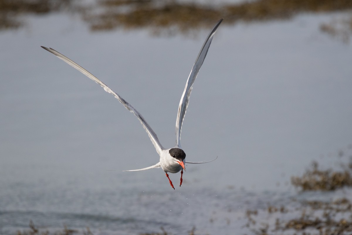 Common Tern - ML250299631