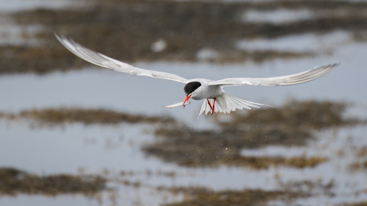 Common Tern - Lyall Bouchard