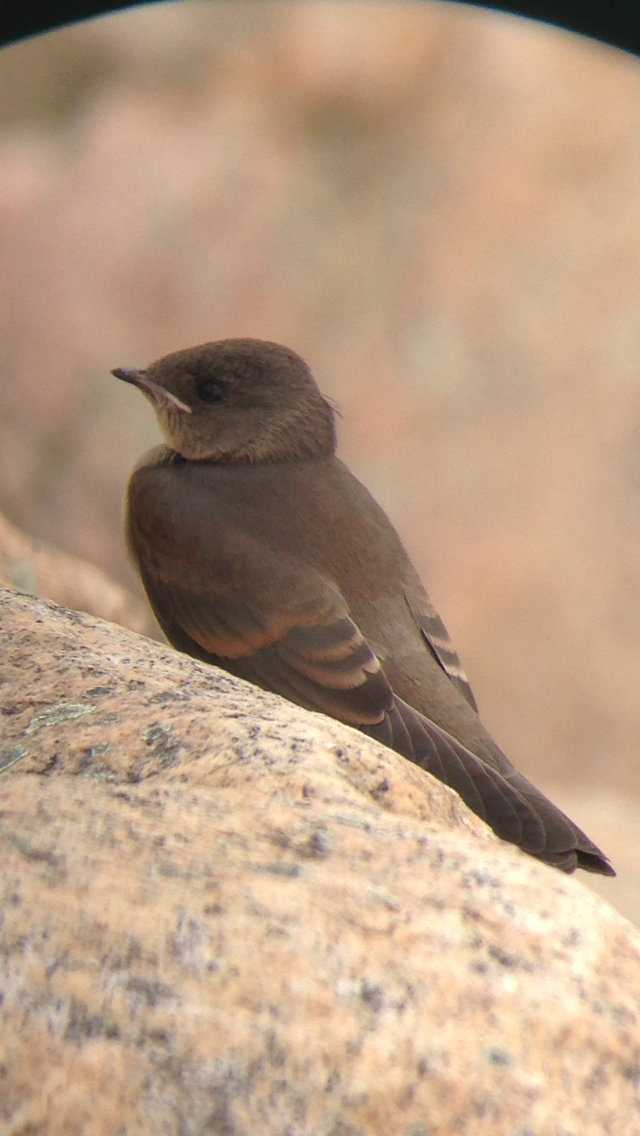 Northern Rough-winged Swallow - ML250301391