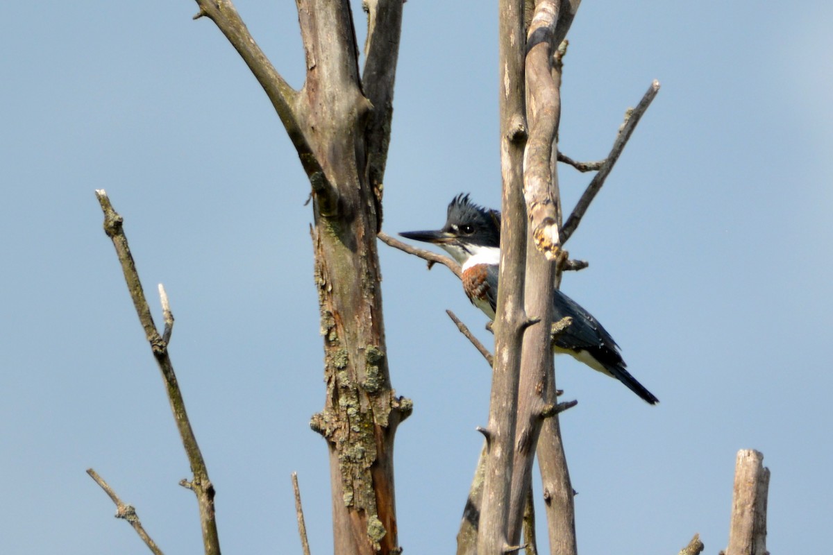 Belted Kingfisher - ML250301771