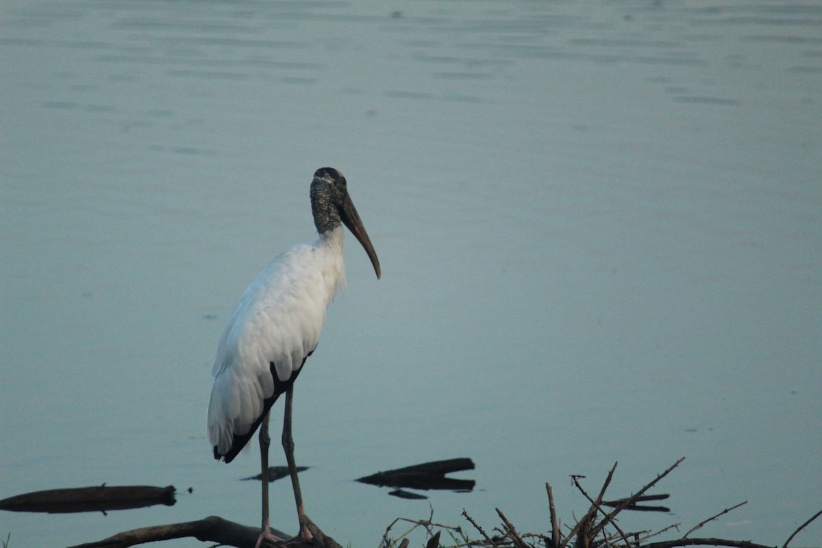 Wood Stork - ML250302081