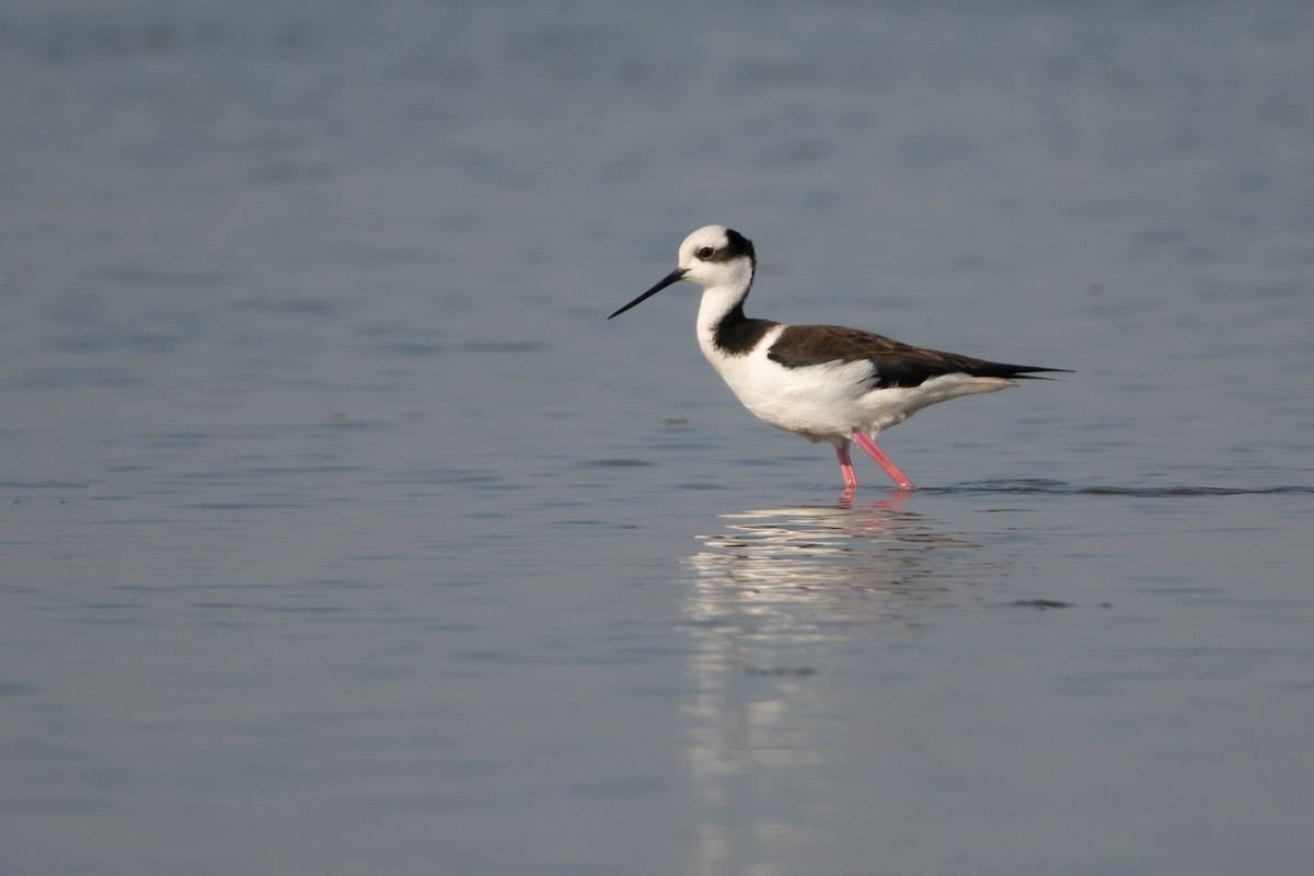 Black-necked Stilt - ML250307461