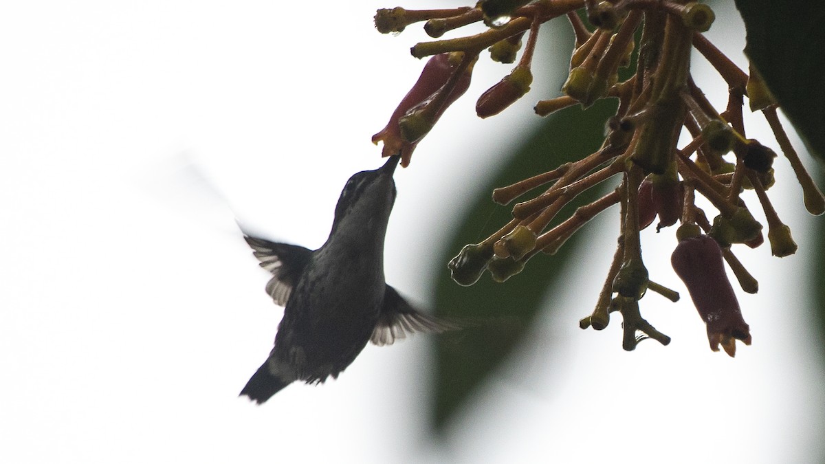 White-bellied Woodstar - ML250307781