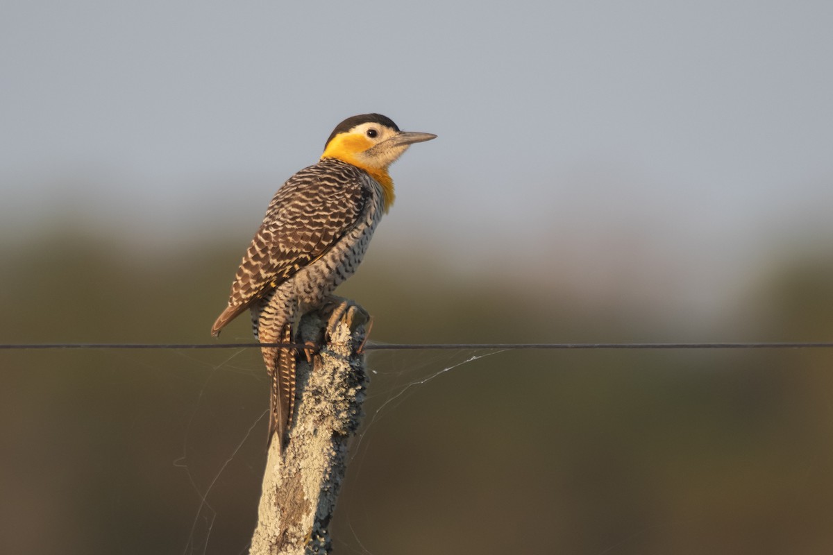 Campo Flicker - ML250307881