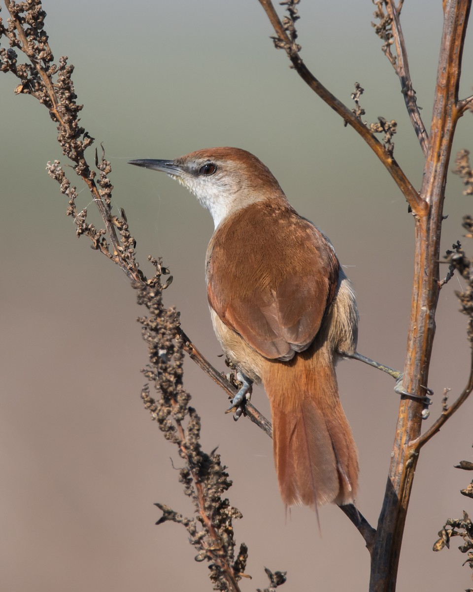 Yellow-chinned Spinetail - Pablo Re