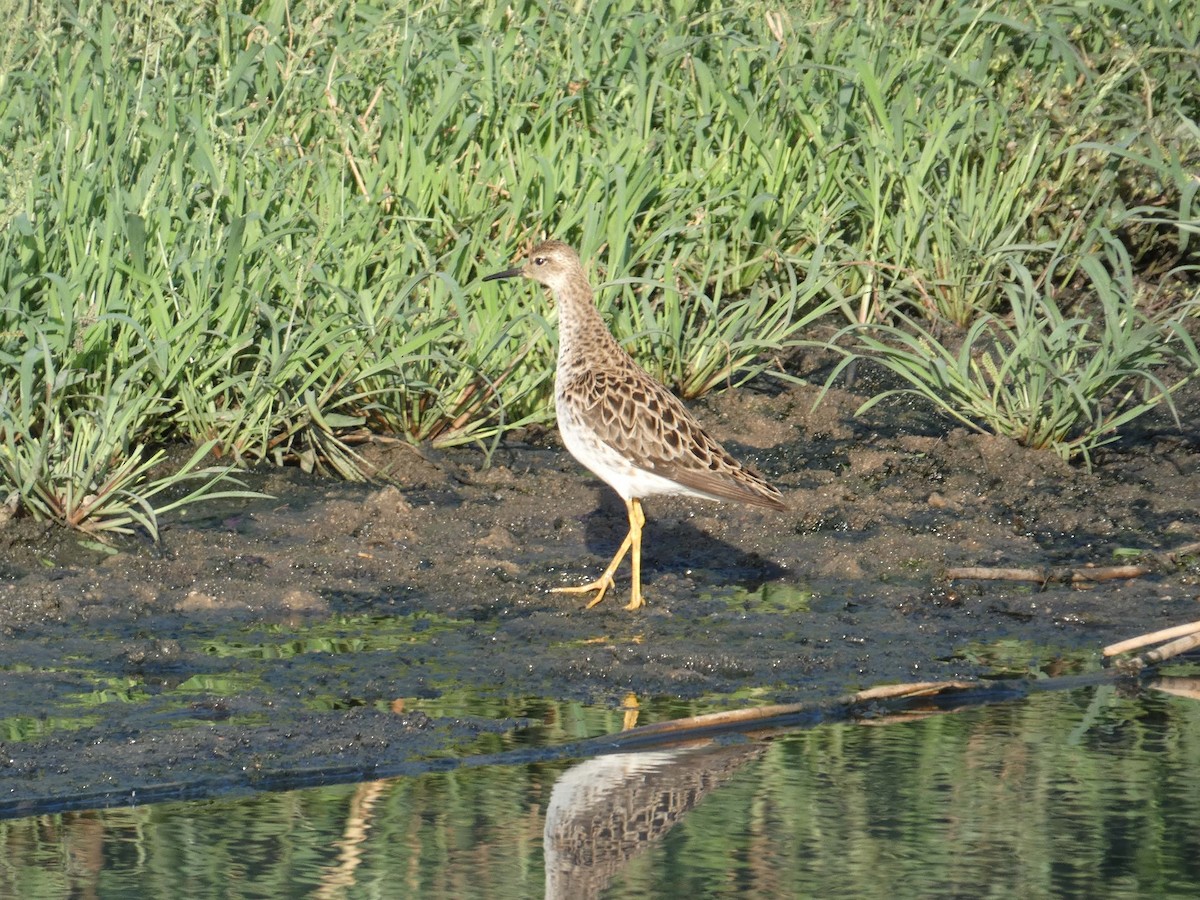 Ruff - Jorge  Safara